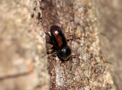 Trypodendron