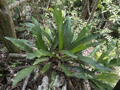 Anthurium crenatum