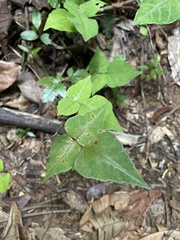 Desmodium wydlerianum