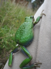 Gastrotheca