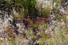 Erica multumbellifera