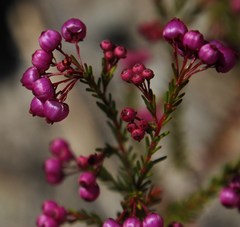 Erica multumbellifera