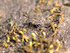 Temnothorax longispinosus
