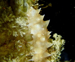 Apostichopus parvimensis