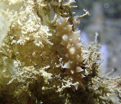 Apostichopus parvimensis