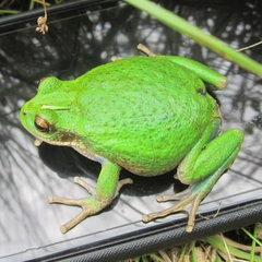Gastrotheca