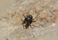 Microvelia americana