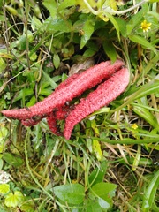 Clathrus archeri