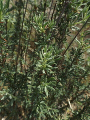 Eriogonum fasciculatum polifolium