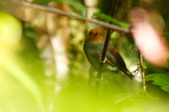 Pseudotriccus ruficeps