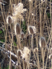 Dipsacus fullonum