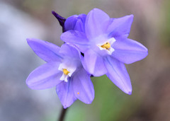 Dipterostemon capitatus