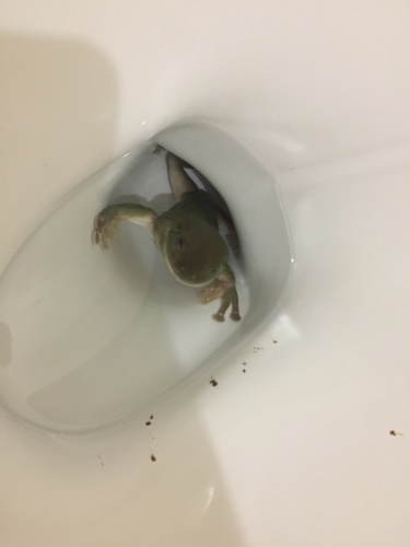 Green Tree Frog, Magnetic Island, Arcadia, QLD, AU, photo 9 of 10