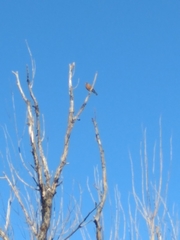 Turdus migratorius