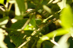 Basileuterus tristriatus