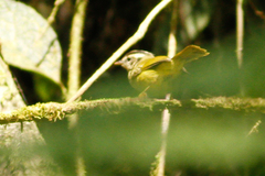 Basileuterus tristriatus