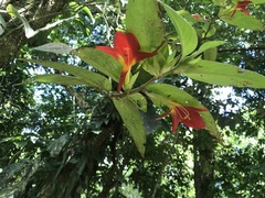 Columnea nicaraguensis