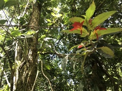 Columnea nicaraguensis