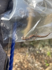 Desmognathus imitator