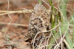 Oeneis alberta daura