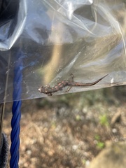 Desmognathus imitator