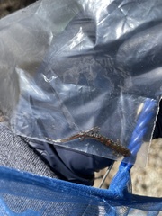 Desmognathus imitator