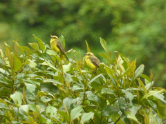 Conopias cinchoneti