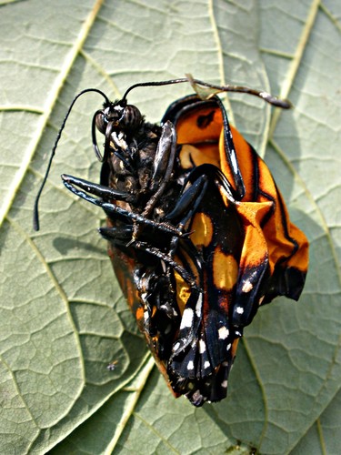 Monarch photographed in New York