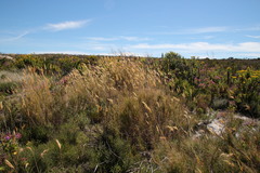 Pseudopentameris macrantha