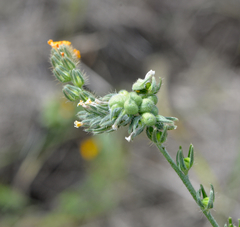 Schizomyia macrofila