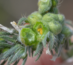 Schizomyia macrofila