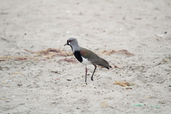 Vanellus chilensis chilensis