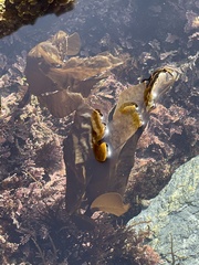 Laminaria setchellii