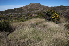 Ehrharta ramosa aphylla