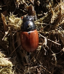 Aphodius fimetarius