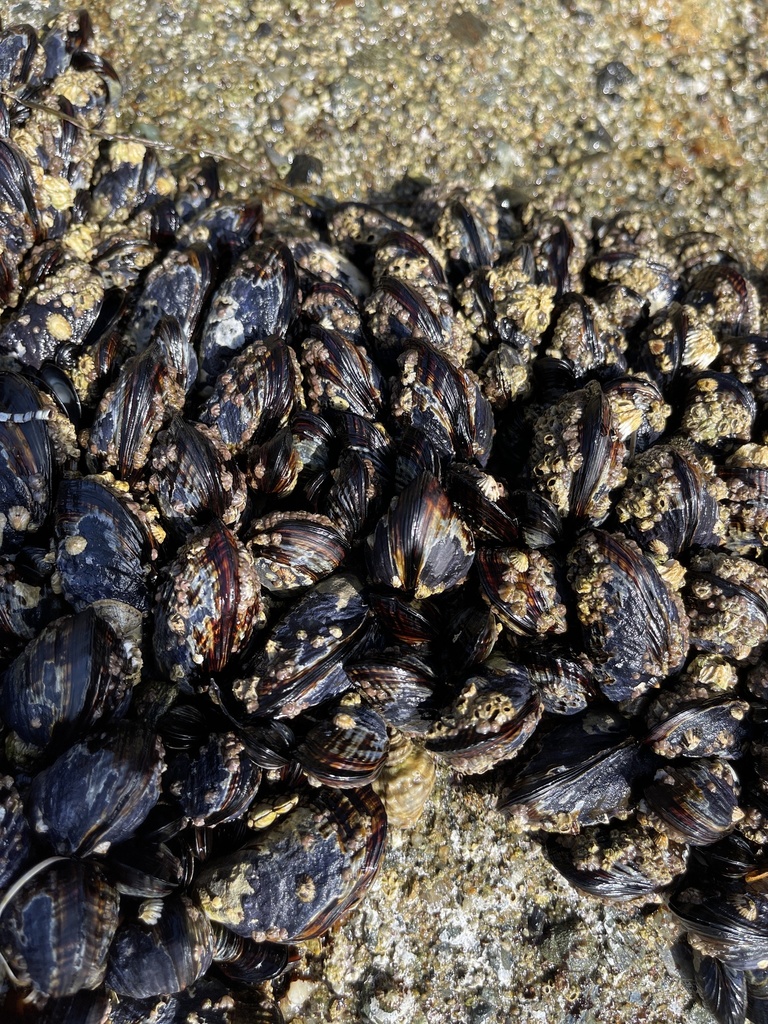 California Mussel from Marine Dr, Laguna Beach, CA, US on April 11
