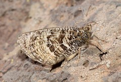 Oeneis alberta daura