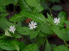 Stellaria corei