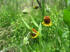 Helenium microcephalum