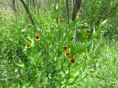 Helenium microcephalum