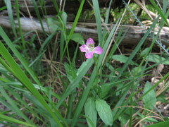 Oenothera rosea