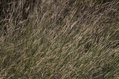 Ehrharta ramosa aphylla