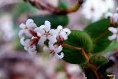 Leucopogon amplexicaulis