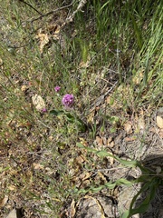 Castilleja exserta