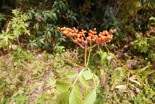 Kashmir Elder (Sambucus wightiana)