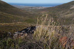 Pseudopentameris macrantha