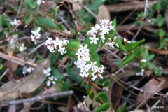 Leucopogon amplexicaulis
