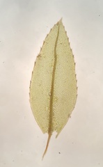 Mnium spinulosum