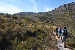 Pseudopentameris macrantha