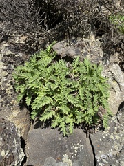 Phacelia lenta